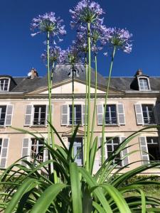 Superb Chateausuites with pool at the Loire & horseboxes for 20 guests