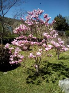 Villa Magnolia