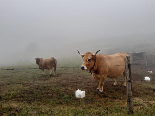 VOS VACANCES EN PAYS D' AUBRAC La Boissière Saint-Geniez-dʼOlt france