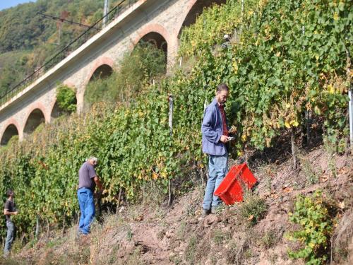 Wein & Wohngut Paulushof Pünderich allemagne