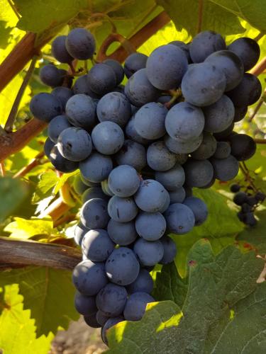 Weingut & Gästehaus Nagel Kapellen-Drusweiler allemagne