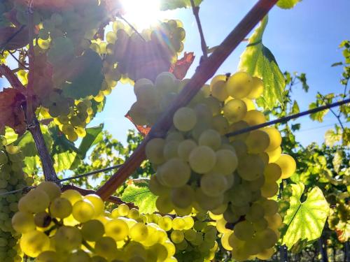 Weingut Michael Grünewald & Söhne Bingen am Rhein allemagne