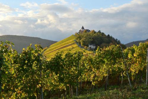 Séjour chez l'habitant Weingut Rosenbaum Im Weingarten 5 Briedel