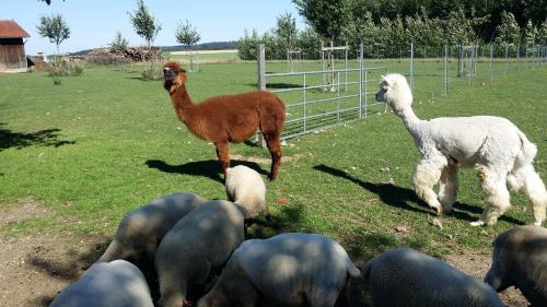 Hôtel Wirth z ´ Moosham Isener Straße 4 Moosham