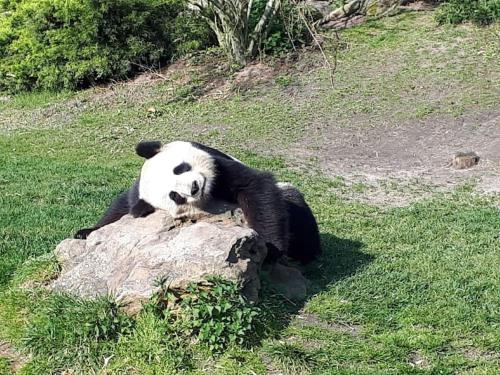 Zoo Zen 6 pers, au coeur de St Aignan Saint-Aignan france